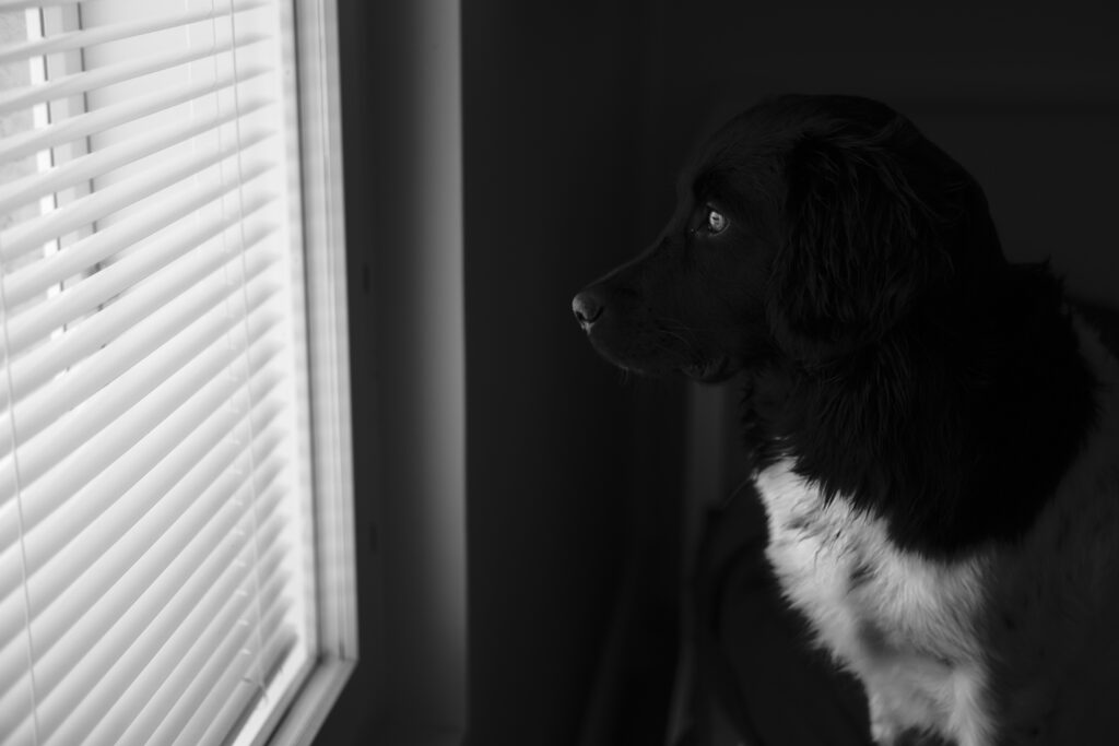 Selective focus shot of a black and white dog looking out the window